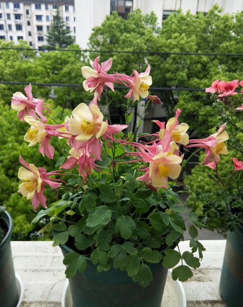 什么花冬天开放