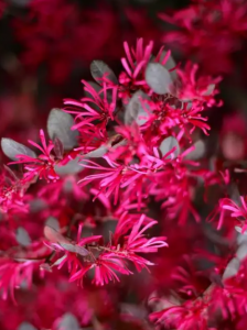 红花檵木盆景怎么养护 红花继木栽培技术要点