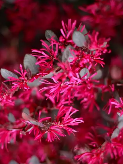 红花檵木盆景怎么养护