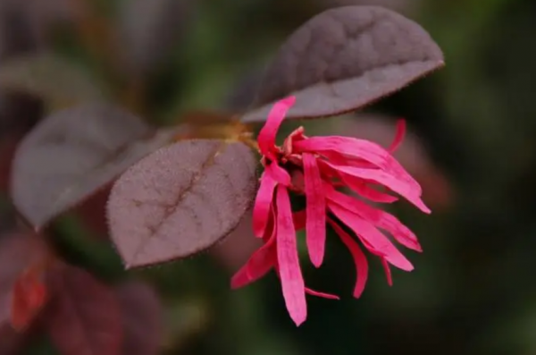 红花檵木盆景怎么养护