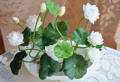盆栽水莲花怎么养 水培莲花的养殖方法讲解