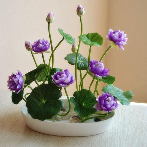 盆栽水莲花怎么养