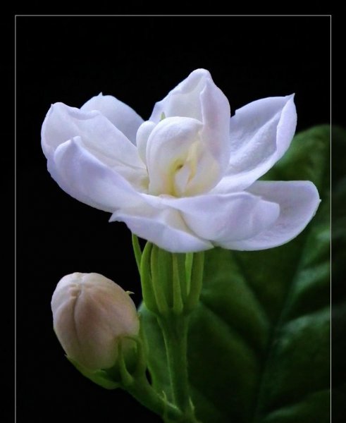 茉莉花花语是什么
