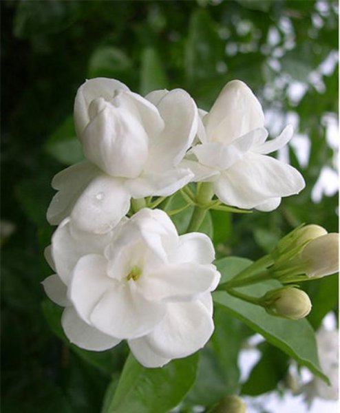 茉莉花花语是什么