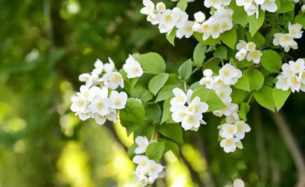 茉莉花花语是什么
