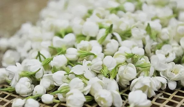 茉莉花花语是什么