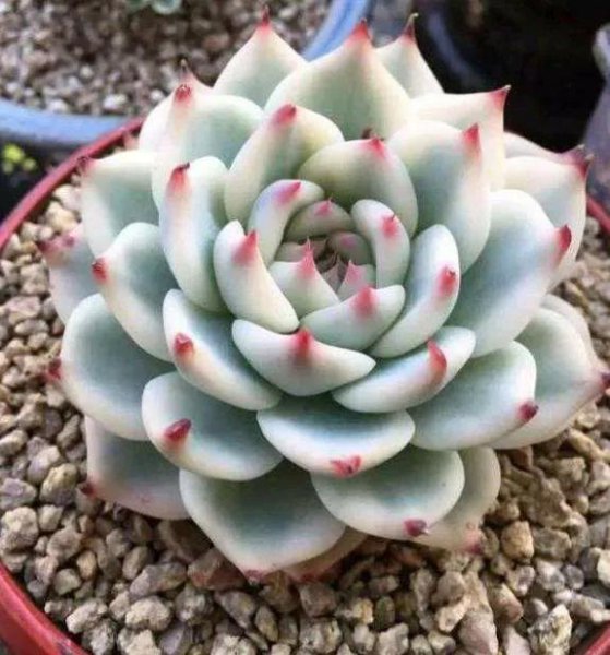 小型多肉植物有哪些