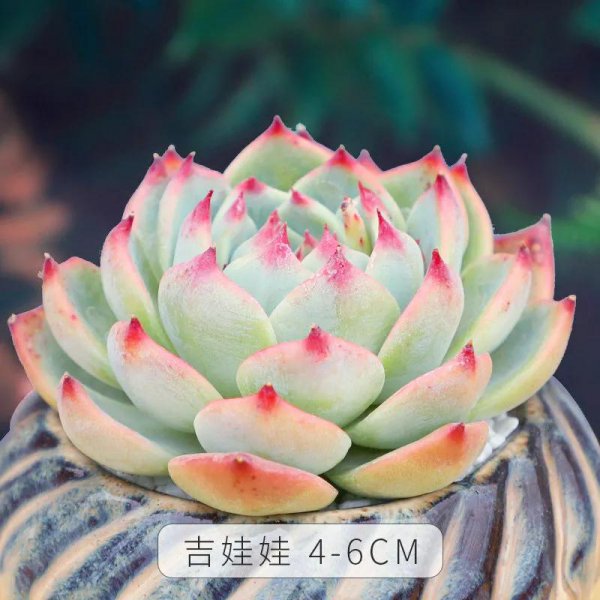 小型多肉植物有哪些