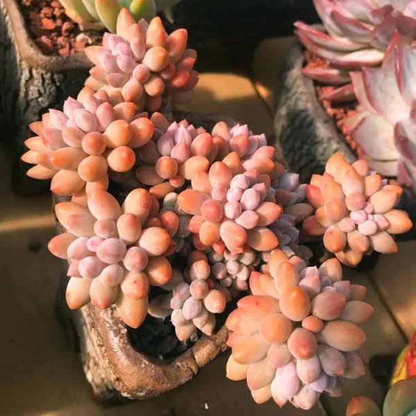 小型多肉植物有哪些
