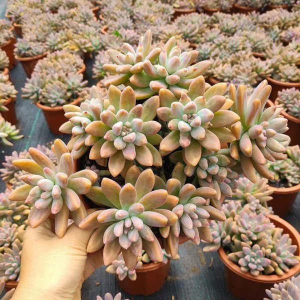 小型多肉植物有哪些