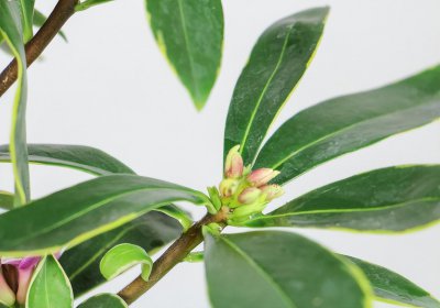 金边瑞香花怎么养护 金边瑞香盆栽养殖方法讲解