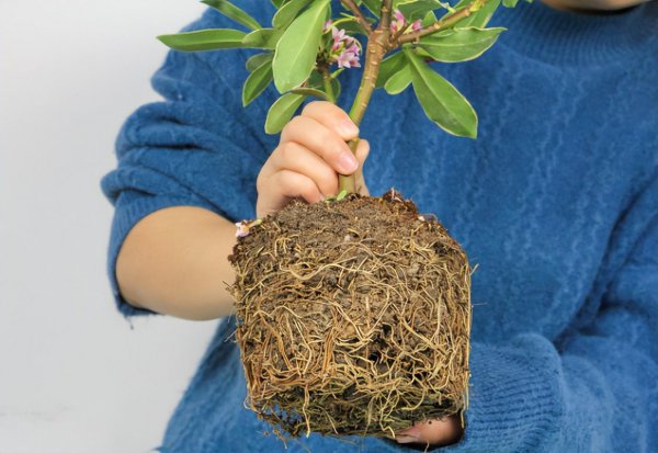 金边瑞香花怎么养护
