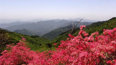 野杜鹃花怎么养 杜鹃花盆景养护知识