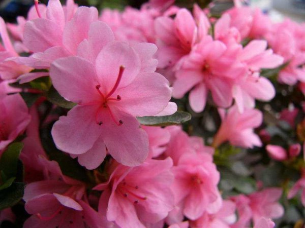 野杜鹃花怎么养