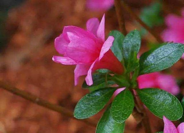 野杜鹃花怎么养