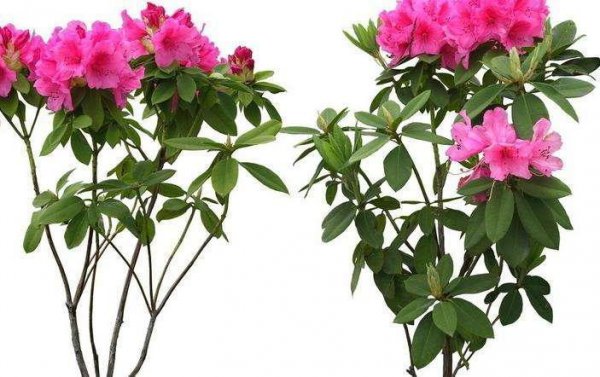 野杜鹃花怎么养
