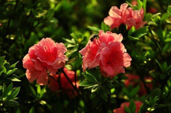 野杜鹃花怎么养