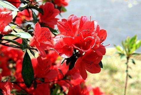 野杜鹃花怎么养