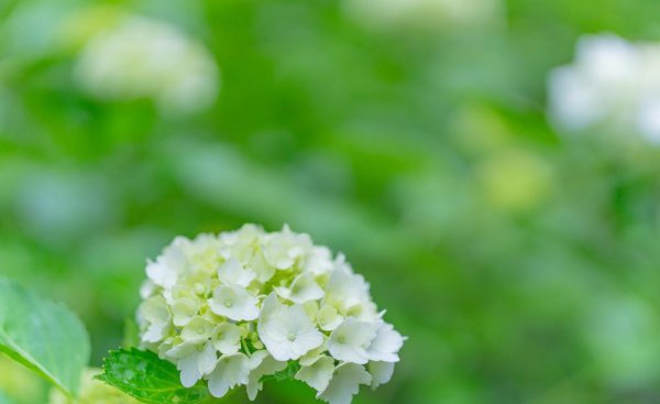 绣球花的寓意是什么