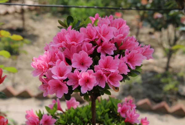 杜鹃花叶子发黑发焦怎么办