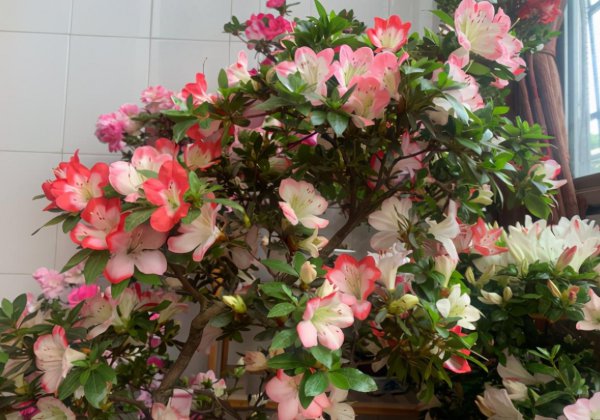 杜鹃花叶子发黑发焦怎么办