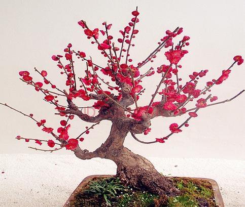 梅花盆景如何养