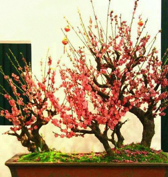 梅花盆景如何养