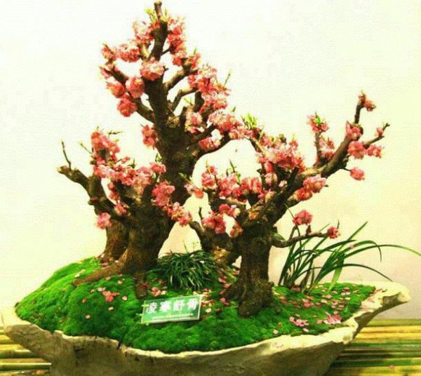 梅花盆景如何养