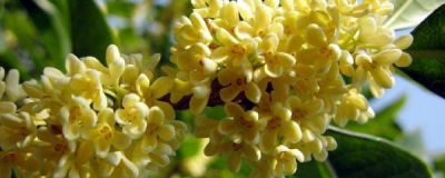 桂花怎样才能开花 关于桂花种植步骤