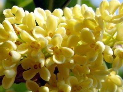 桂花怎样才能开花
