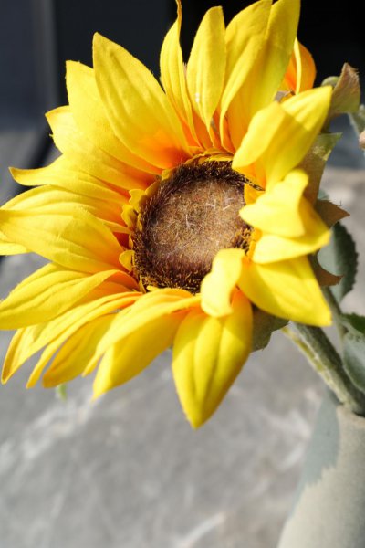 向日葵的花语是什么