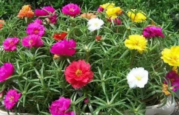 草本花卉有哪些