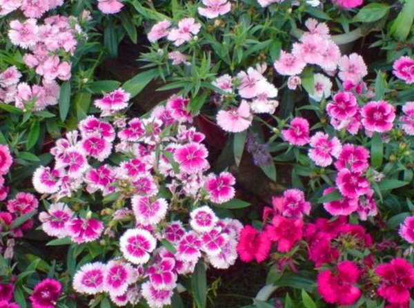 草本花卉有哪些