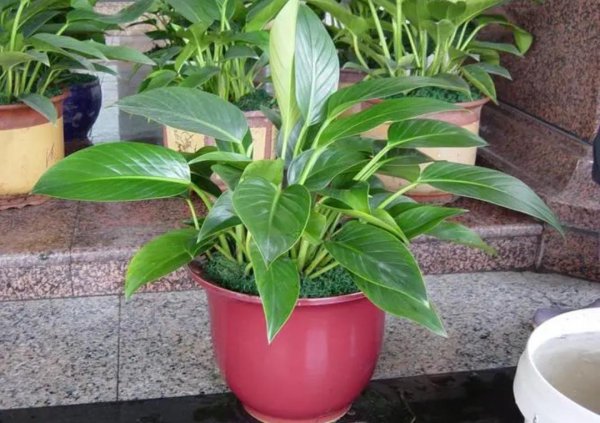 好养的室内小盆栽花卉有哪些