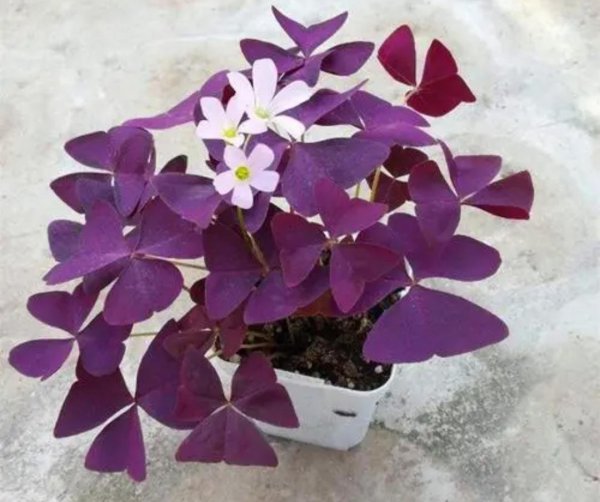 好养的室内小盆栽花卉有哪些