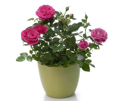 玫瑰花怎么养护