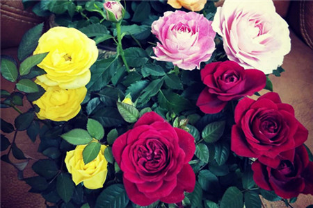 玫瑰花怎么养护