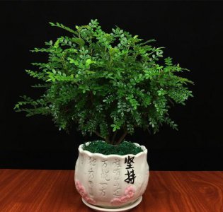 清香木怎么养才能更旺盛 盆栽清香木的养殖方法