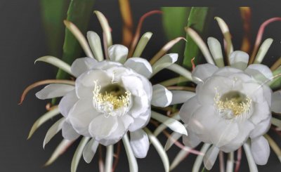 昙花的花语和寓意是什么 昙花的含义和象征意义