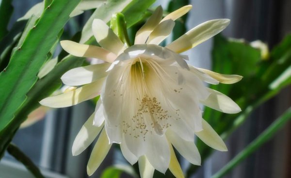 昙花的花语和寓意是什么