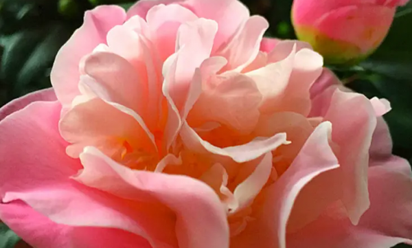山茶花花语是什么