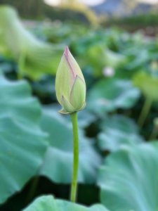 莲花的花语是什么 莲花的寓意和象征意义