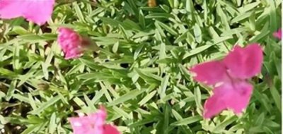 石竹花象征什么 石竹花的寓意和花语