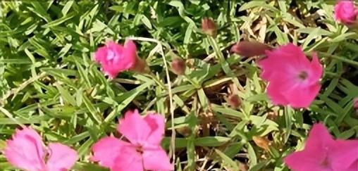 石竹花象征什么