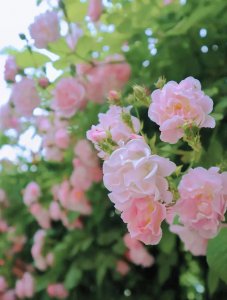 蔷薇在什么季节开 观赏蔷薇花期简介