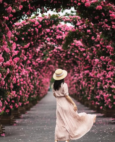 蔷薇在什么季节开