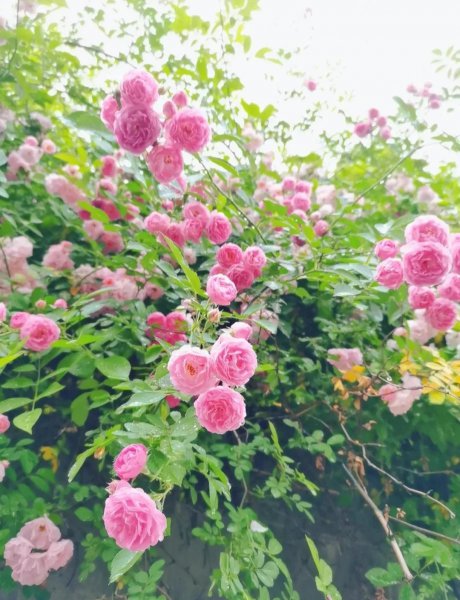 蔷薇在什么季节开