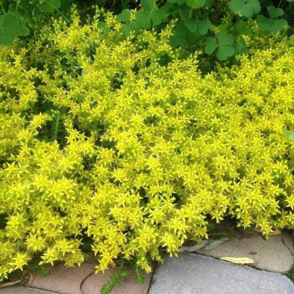 室外花期长的花有哪些