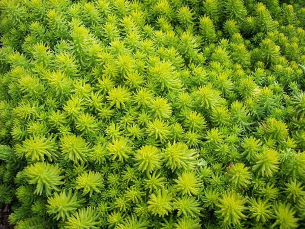 室外花期长的花有哪些