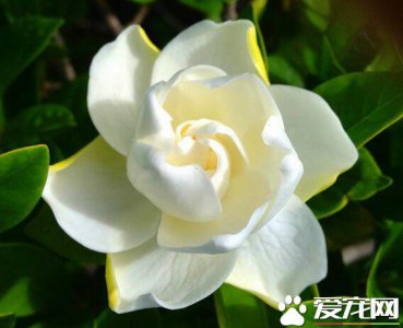 栀子花的花期是什么时候 关于栀子花开花时间